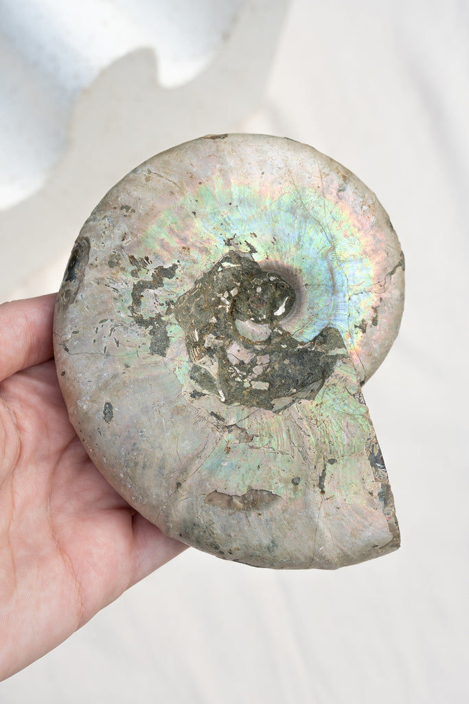 Opalised Ammonite Fossil