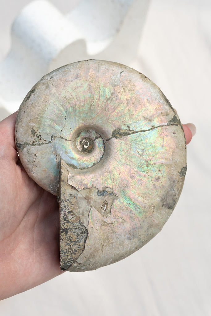 Opalised Ammonite Fossil