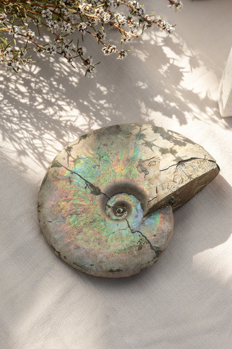 Opalised Ammonite Fossil