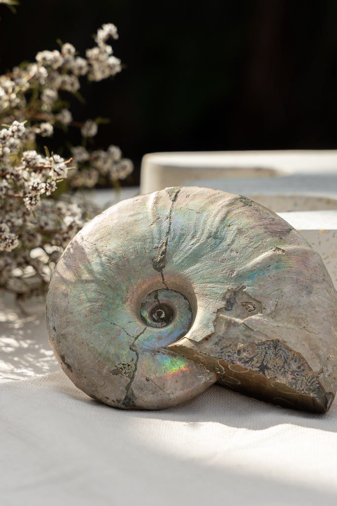 Opalised Ammonite Fossil