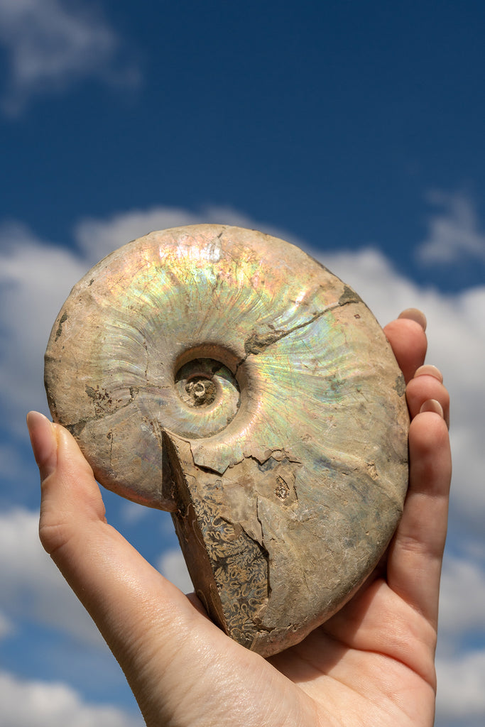 Opalised Ammonite Fossil