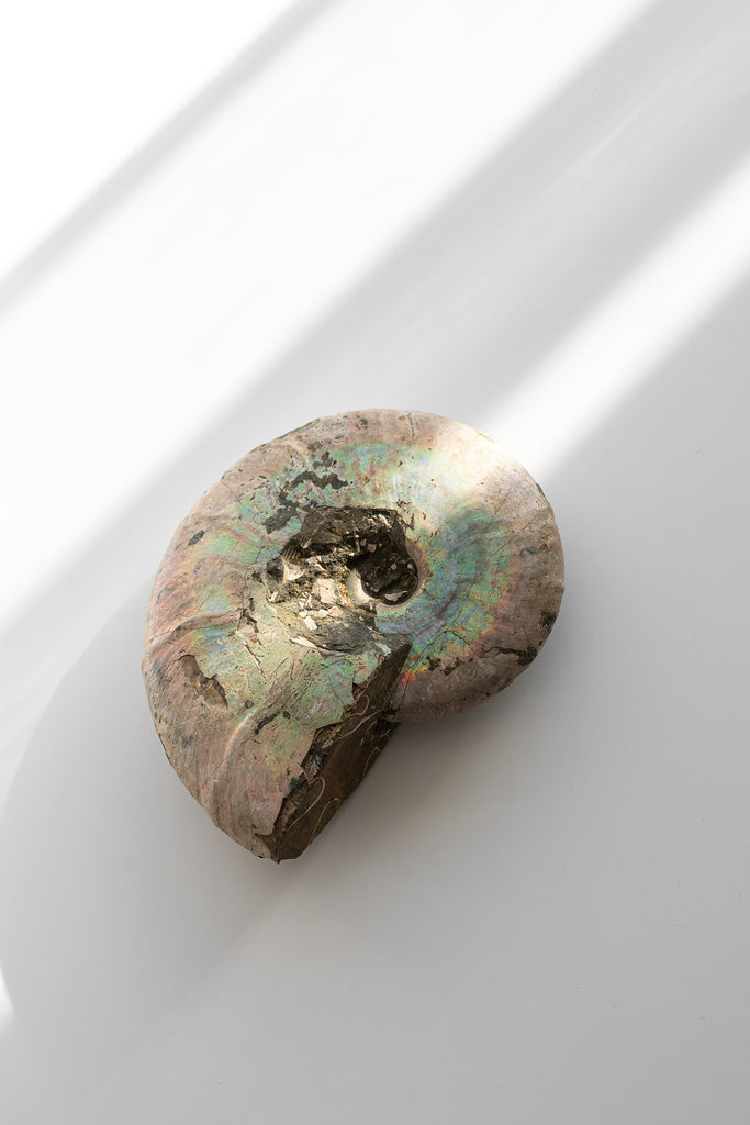 Opalised Ammonite Fossil