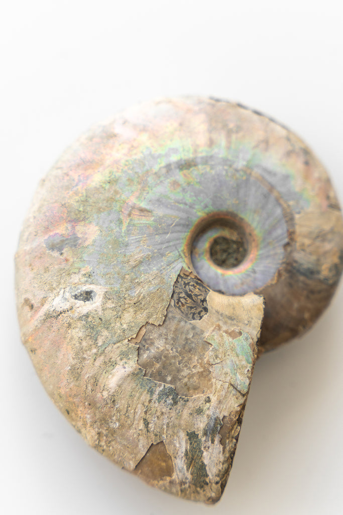 Opalised Ammonite Fossil