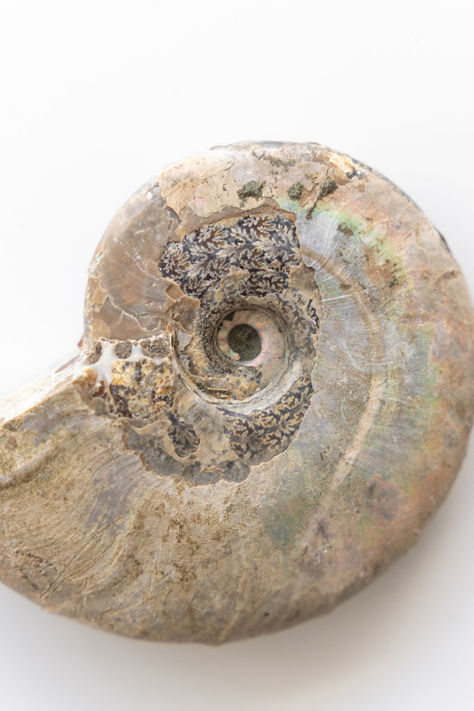 Opalised Ammonite Fossil