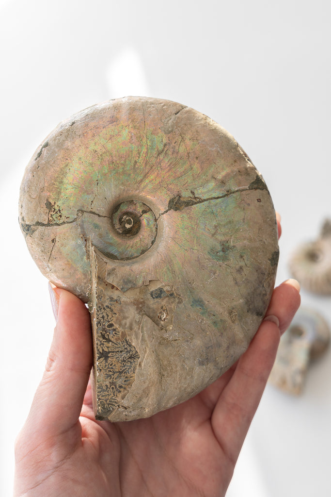 Opalised Ammonite Fossil