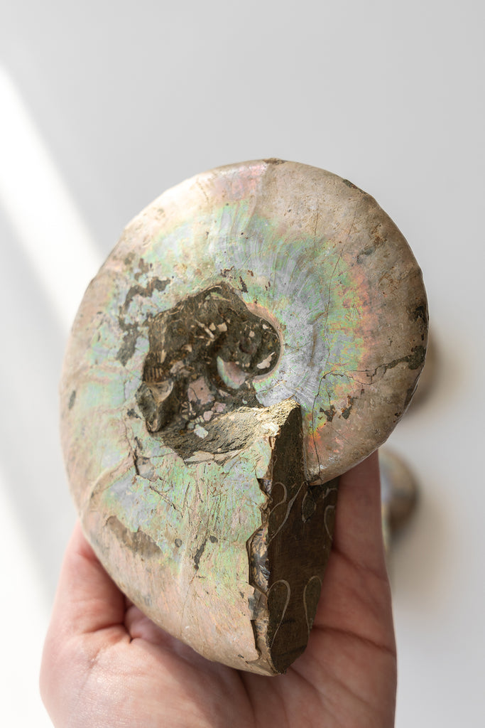 Opalised Ammonite Fossil