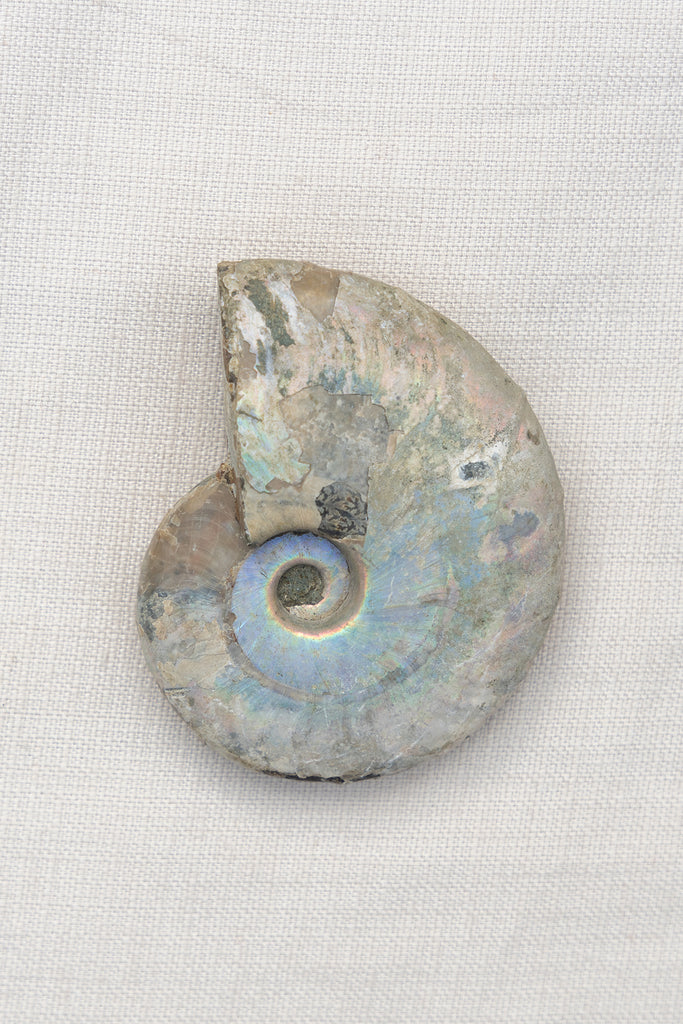 Opalised Ammonite Fossil
