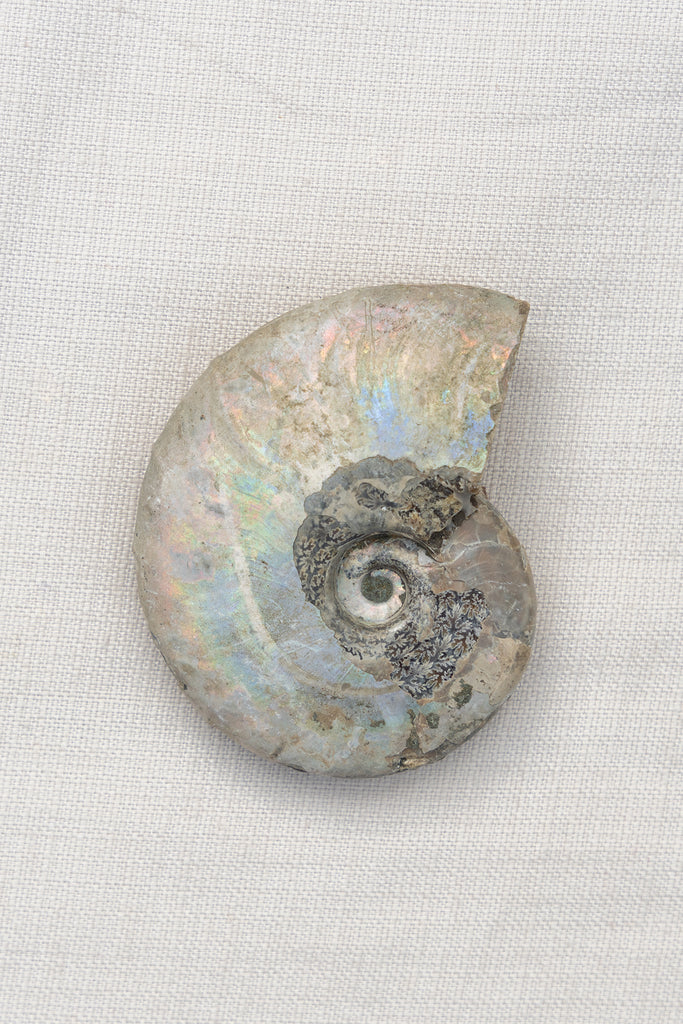 Opalised Ammonite Fossil