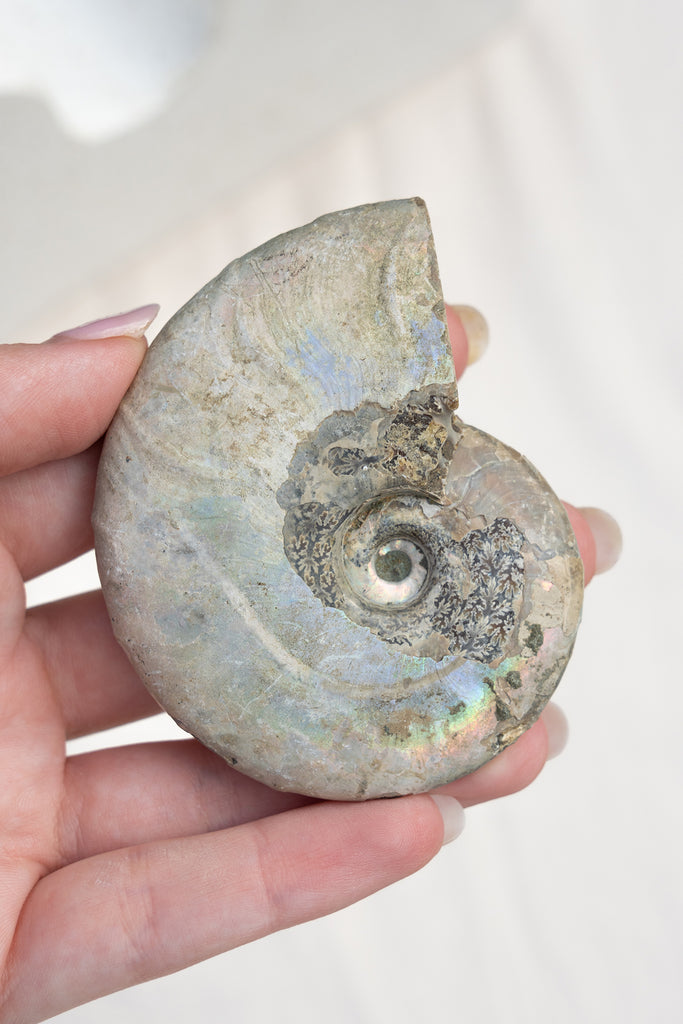 Opalised Ammonite Fossil