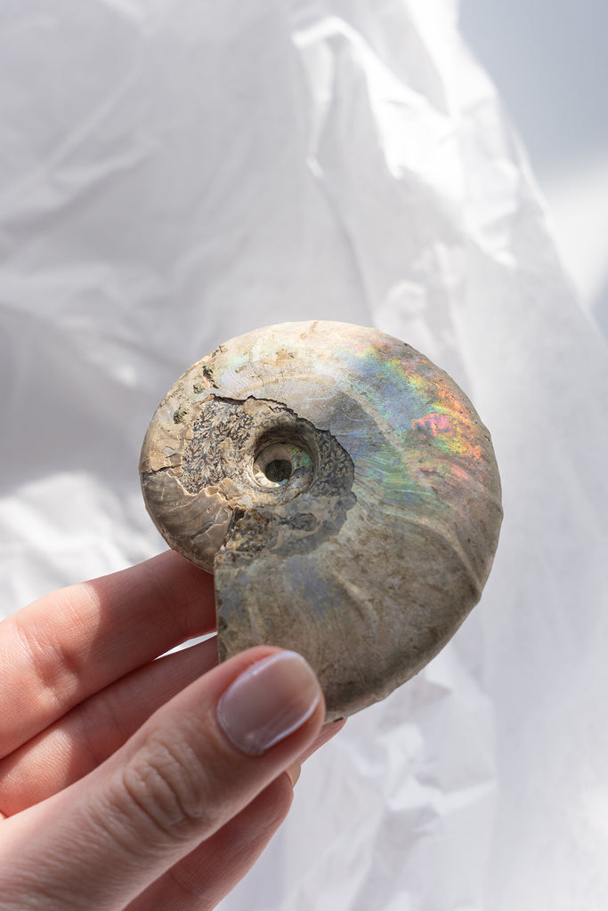 Opalised Ammonite Fossil