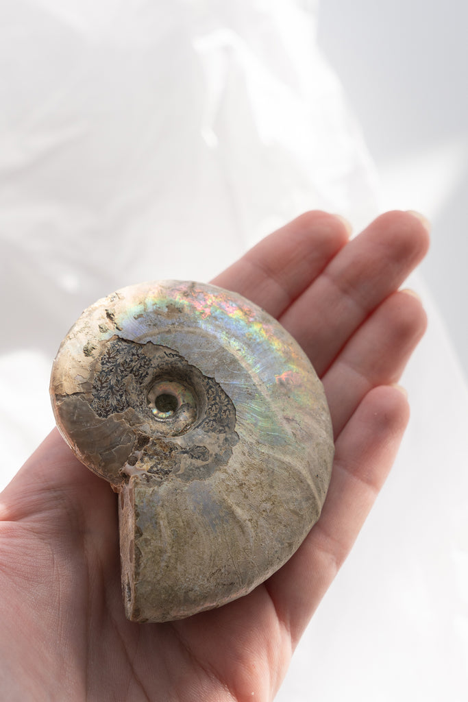 Opalised Ammonite Fossil