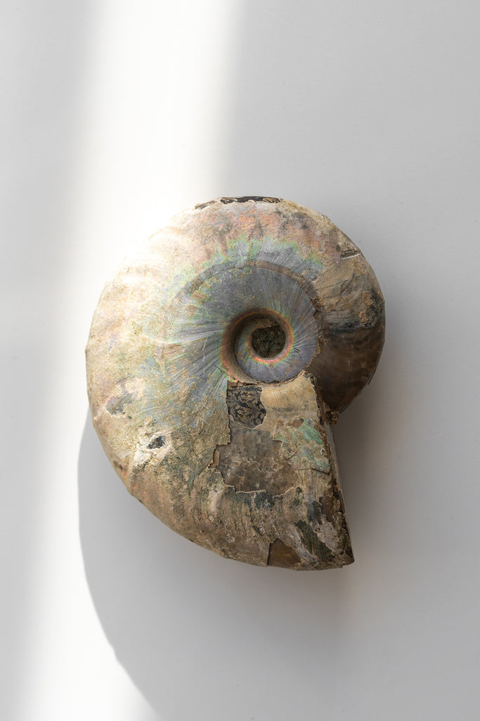 Opalised Ammonite Fossil
