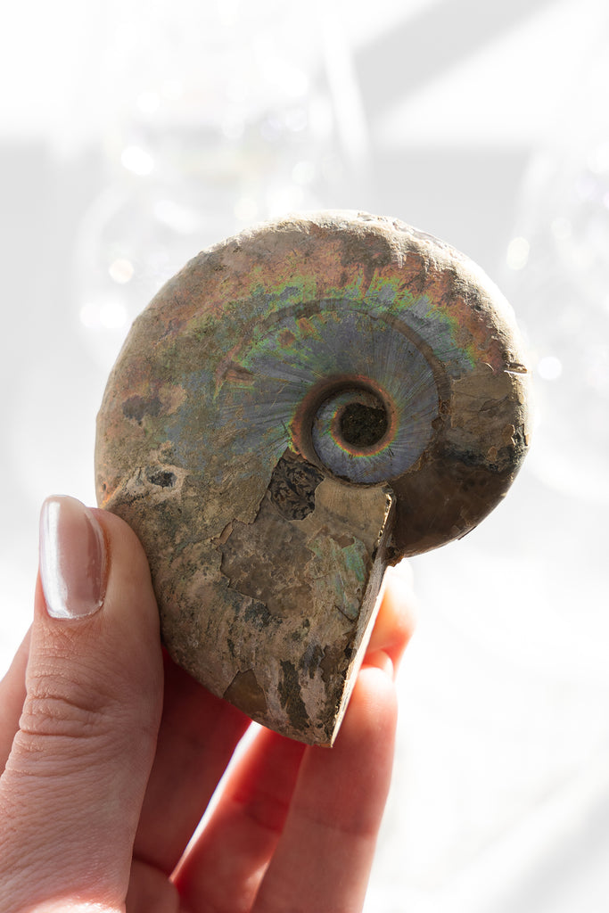 Opalised Ammonite Fossil