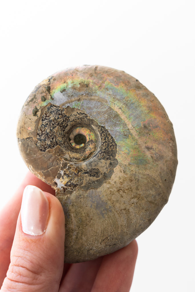 Opalised Ammonite Fossil