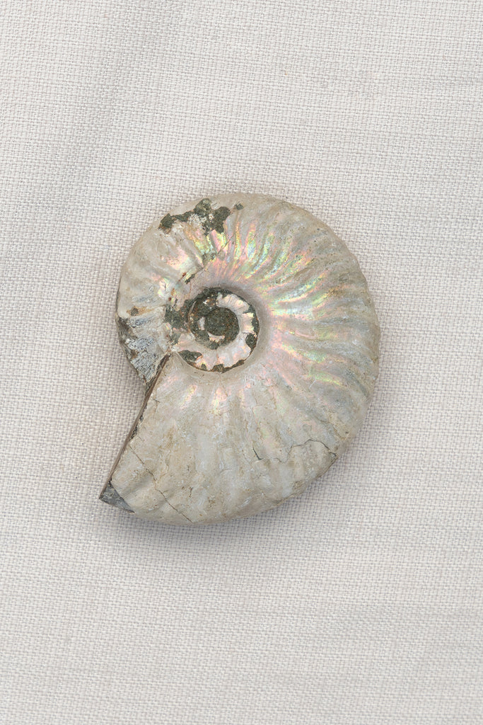 Opalised Ammonite Fossil