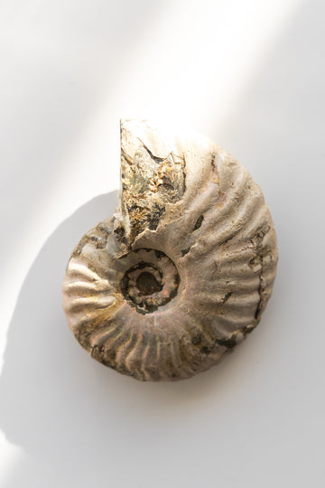 Opalised Ammonite Fossil